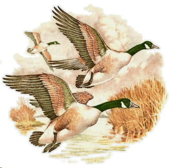 Decal – Wasservögel – Water Birds – 70 mm