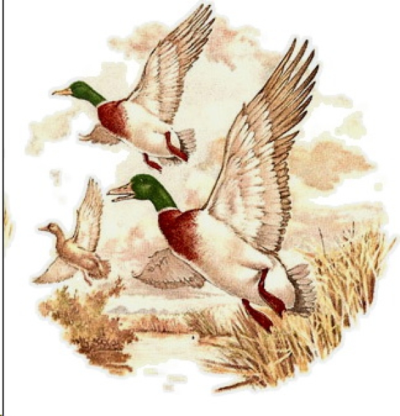 Decal – Wasservögel – Water Birds – 70 mm