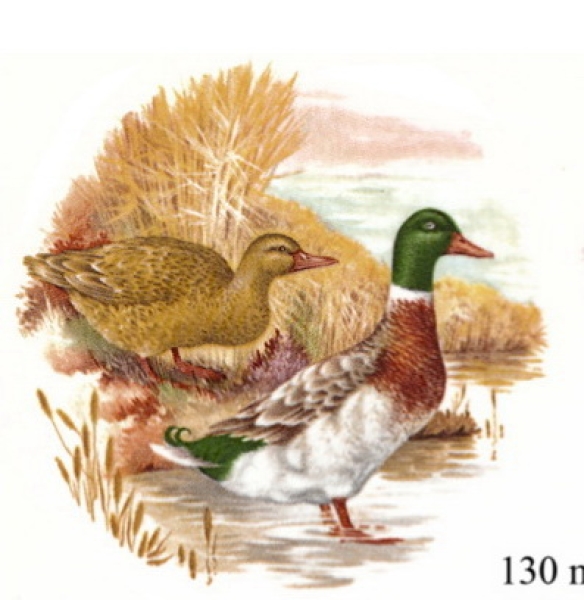 Decal – Wildenten - Game Birds – 105 mm