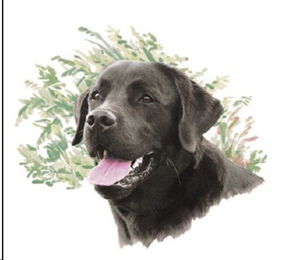 Decal – Hund – Black Lab – Labrador – 75 mm