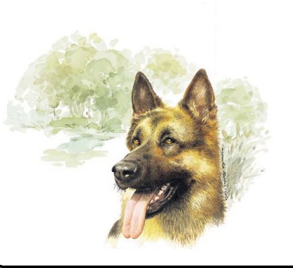 Decal – Schäferhund – German Shepherd – 190 x 150 mm