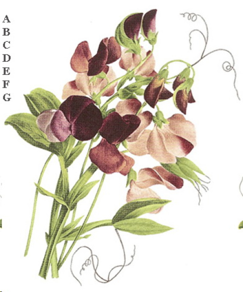 Decal – Sweet Pea – August - Blumen – 70 x 37 mm