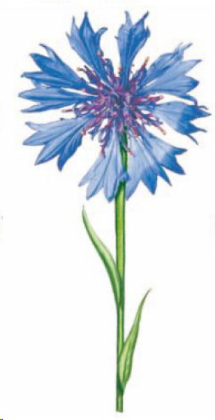Decal – Cornflower – Kornblume – 165 x 75 mm
