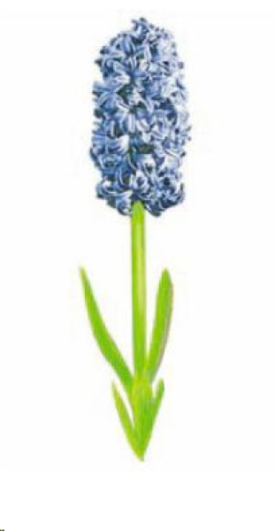 Decal – HYACINTH – 135 x 60 mm