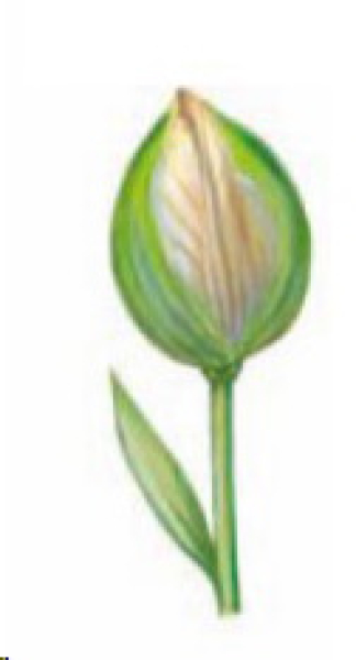 Decal – Tulip – Tulpe – 35 x 30 mm