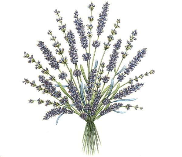 Decal – Lavender – Lavendel – 35 mm