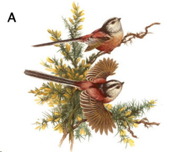 Decal – Birds – Long Tailed Tit – 65 mm