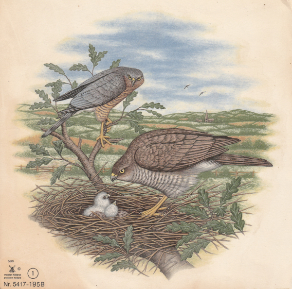 Decal – Vögel – Sperber-Paar mit Jungen – 195 mm – DISC