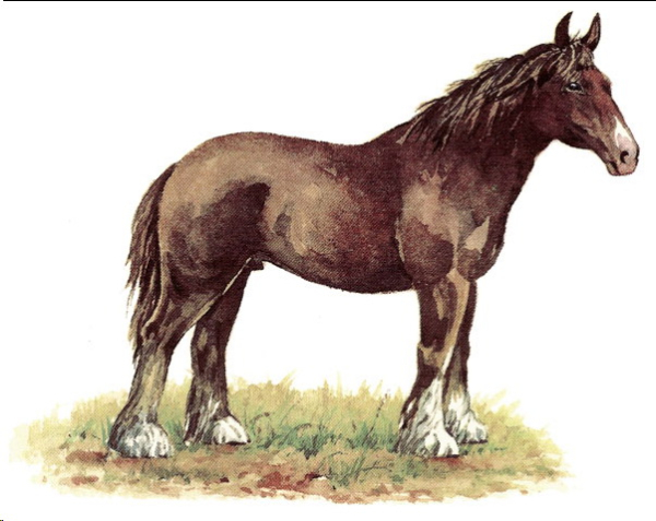 Decal – Simple Horse – Pferd – 41 x 32 mm
