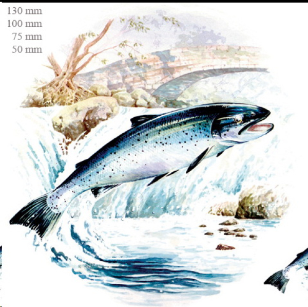Decal – Salmon - Lachs – 100 mm
