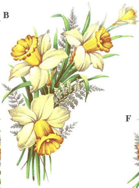 Decal – Daffodil – Narzisse  - 160 x 80 mm – DISC
