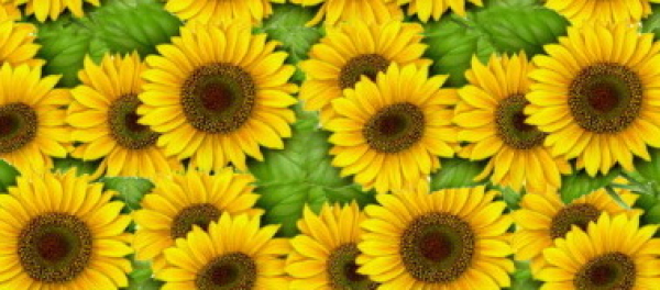 Decal – Chintzabschnitt – Sunflower – 23 x 12,5 cm