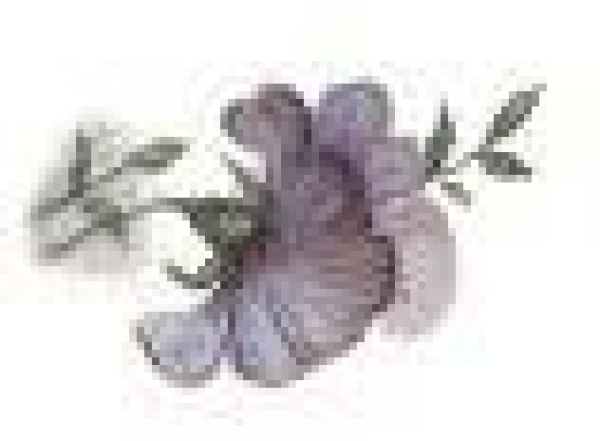 Decal – Sweet Pea - 30 x 20 mm – DISC