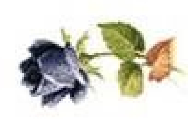Decal – Summerbloom Blue – Blumen – 25 x 12 mm