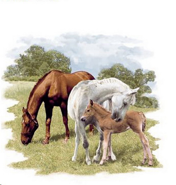 Decal – Horses - Pferde – 75 mm