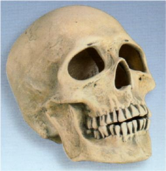 Halloween-Schädel – Totenkopf – 18 x 11,5 x 15 cm – ausgeschnitten zum Beleuchten – Schrühware