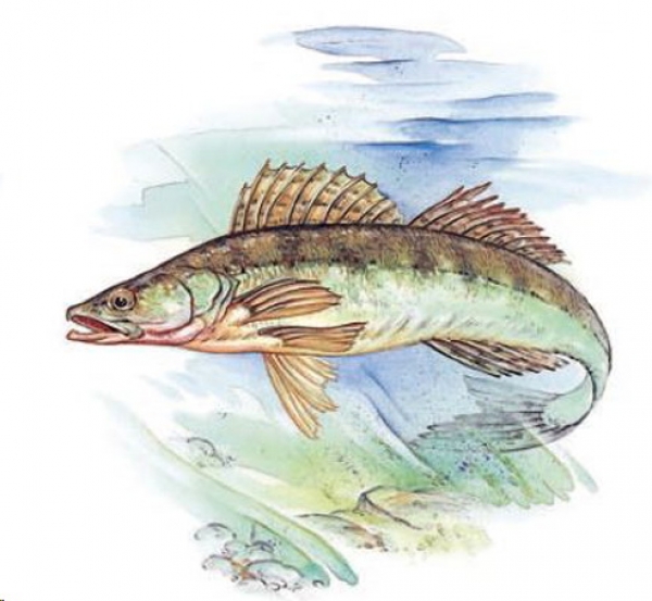 Keramik-Tasse - Becher mit Wunschname – Motiv: 1 x Fisch – Zander