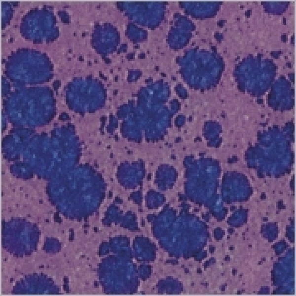 Anemone - 200 ml - von BOTZ - DISC