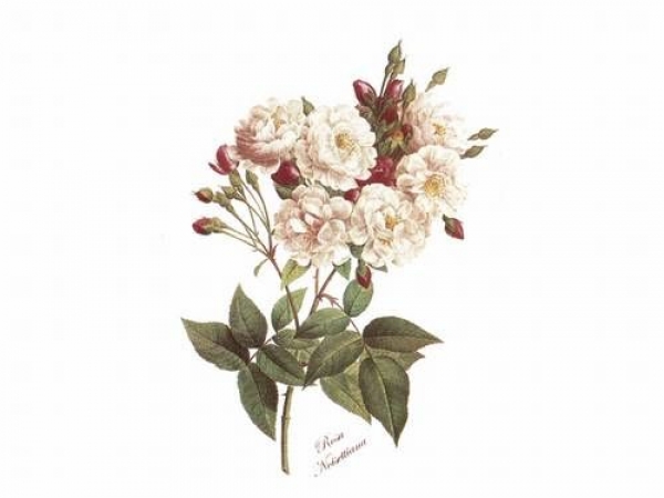 Decal - NOISETTE ROSE - 50 mm