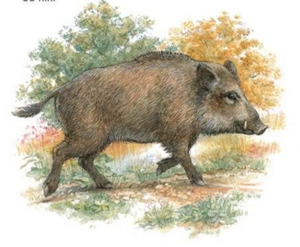 Keramik-Tasse - Becher mit Wunschtext – Motiv: 1 x Wildschwein / Wild Boar