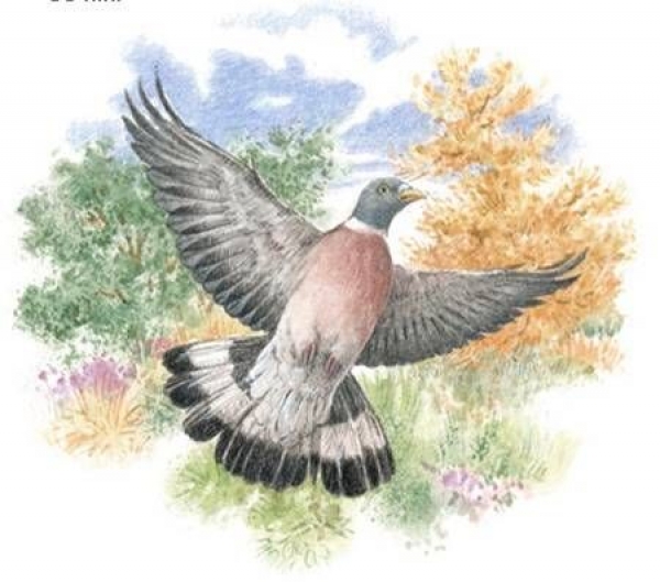 Decal - WOOD PIGEON - 75 mm