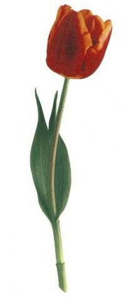 Decal - SINGLE STEM TULIP 180MM