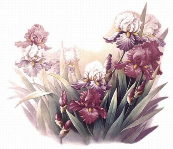 Decal - Iris - 50 mm