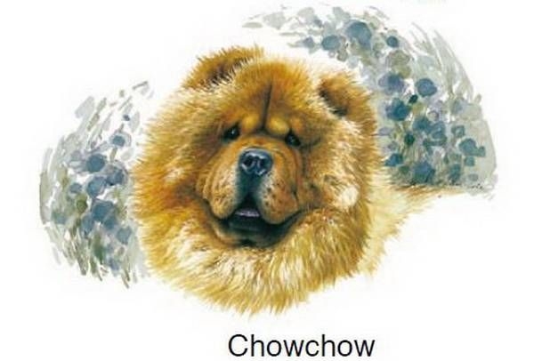 Decal - Hund - Chowchow - 75MM