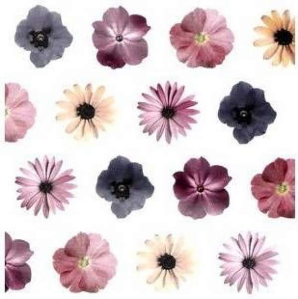 Decal - Daisy Chintz