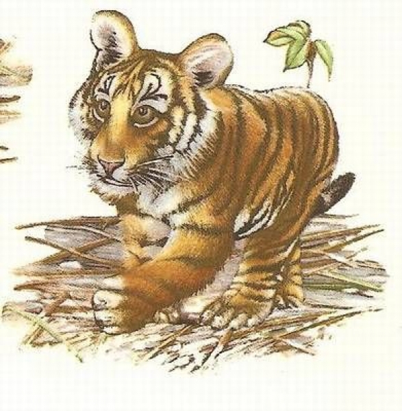 Decal – TIGER 22 x 22mm