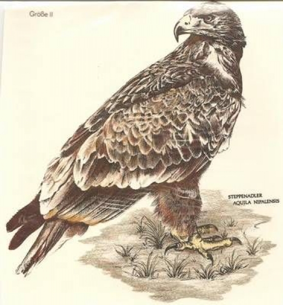 Decal - Steppenadler - 15 x 17 cm