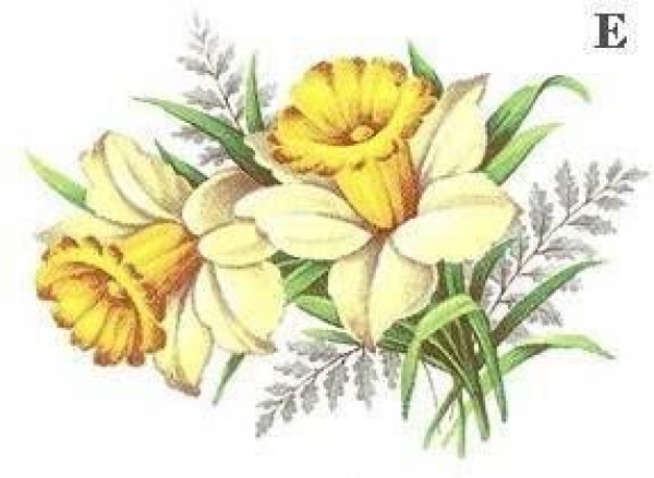 Decal - DAFFODIL 75X50