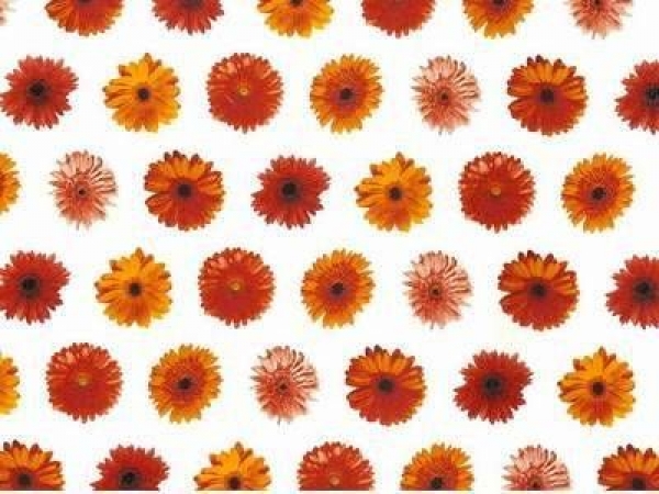 Decal - GERBERA CHINTZ