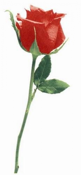 Decal - SINGLE STEM RED ROSE - 45 mm