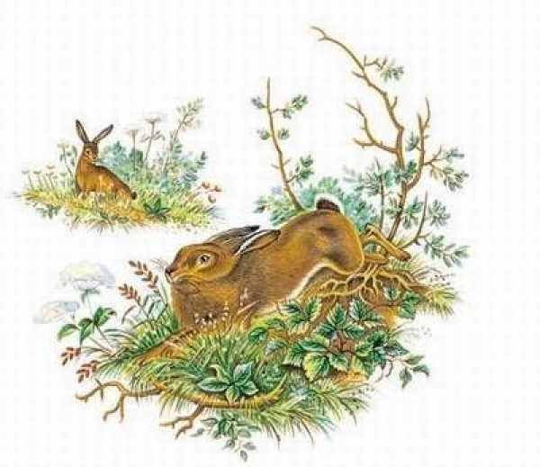 Decal - Hase - 80 mm