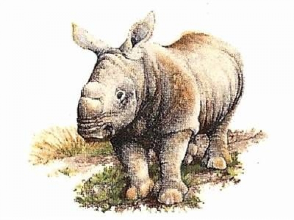 Decal - WHITE RHINOCEROS 22X24MM