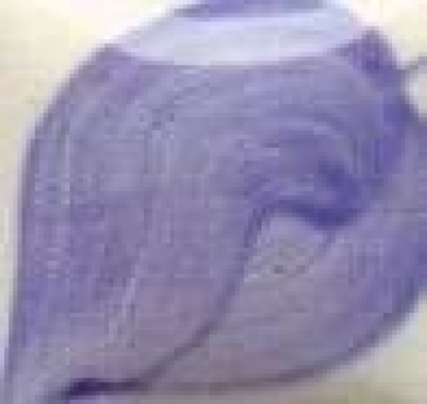 EZ Stroke - Dutch Blue - 29,5 ml - Unterglasurfarbe von DUNCAN / MAYCO