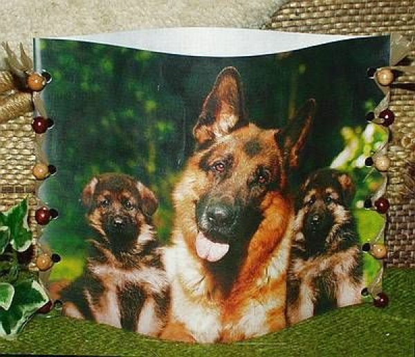 Foto-Lampe für Teelicht - Motiv  Schäferhunde