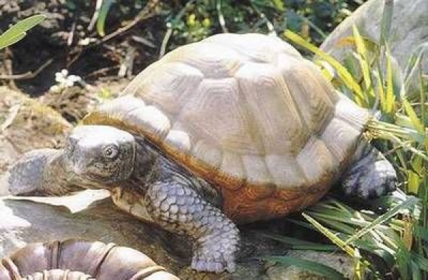 SCIOTO-Gießform - neu – Riesen-Schildkröte – 33 cm lang – USA