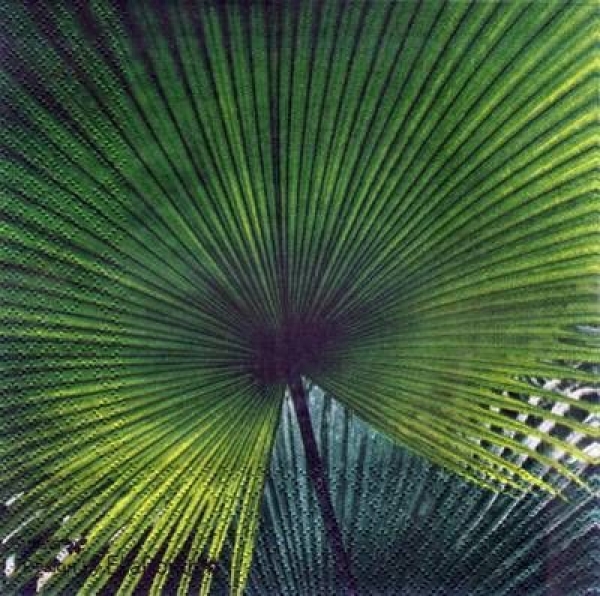 s3371 - Palm Leaf - Servietten - Packung - 20 Stück