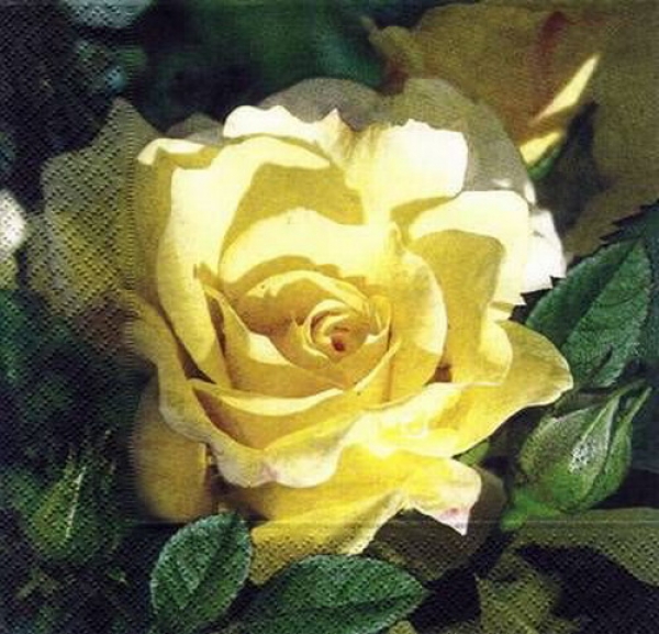 s5232 - yellow rose - Servietten - Packung - 20 Stück