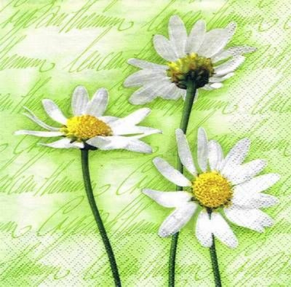 s5664 - Blooming Daisies - green - Servietten - Packung - 20 Stück