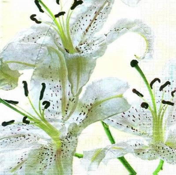 s5674 - White Lilies - Servietten - Packung - 20 Stück