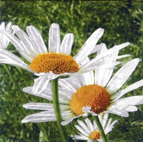 s5805 - Daisy - Servietten - Packung - 20 Stück