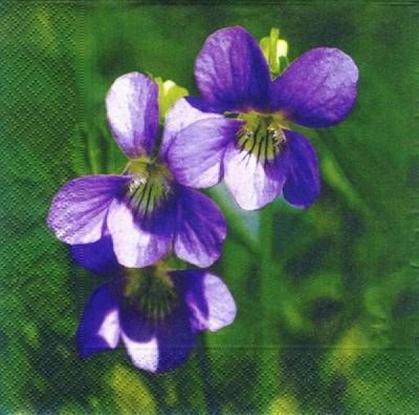 s6204 - Viola - Servietten - Packung - 20 Stück.