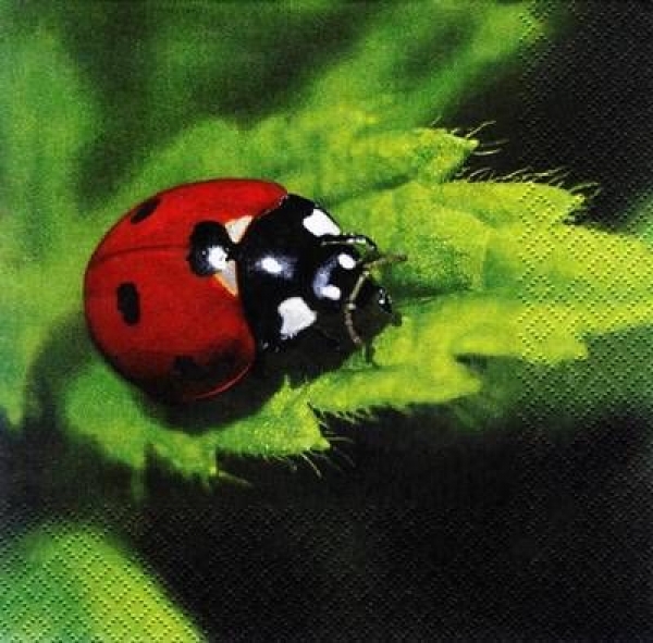 s6883 - Juri - rot - Servietten - 33 x 33 cm - Packung - 20 Stück