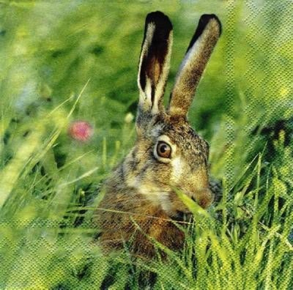 s6893 - Jack Rabbit - Servietten - 33 x 33 cm - Restbestand - Stückpreis