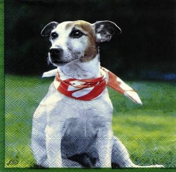 s6978 - Jack Russel - Servietten - 33 x 33 cm - Packung - 20 Stück