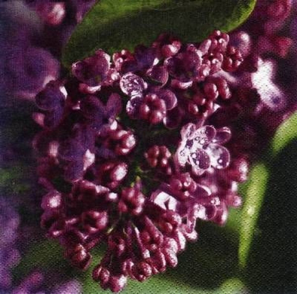 s7225 - Lilac - Servietten - Packung - 20 Stück