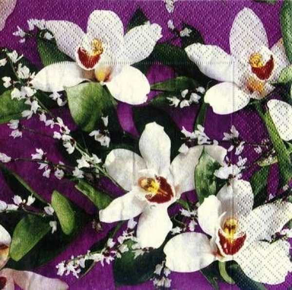 s7526 - Orchid - Packung  20 Stück